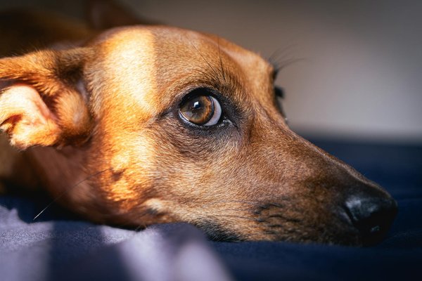 Les maladies génétiques chez le chien : les races à risque