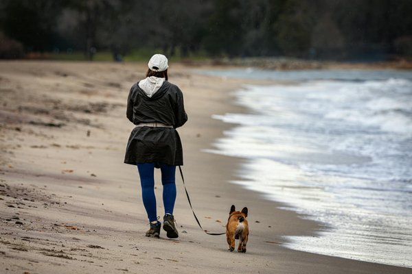Le rôle crucial des lémuriens dans l'écosystème de Madagascar