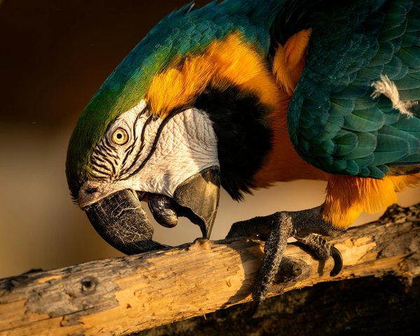 L'incroyable biodiversité des lémuriens