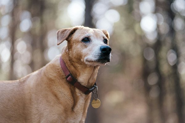 Les bienfaits d'un comportementaliste pour chien à vos côtés